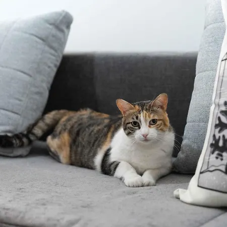 Il Gatto Franco Amalfi