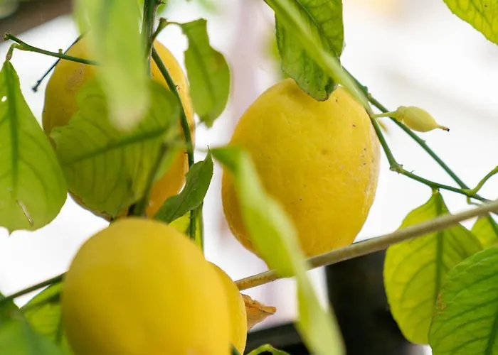 Il Gatto Franco 아파트 *