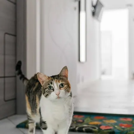 Il Gatto Franco Apartamento