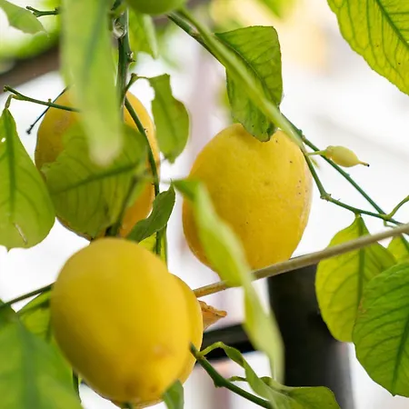 Il Gatto Franco Apartment *