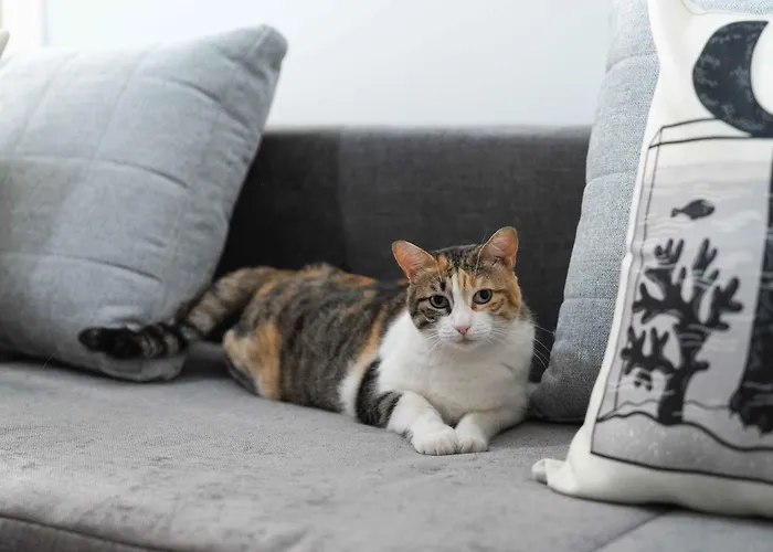 Il Gatto Franco Amalfi