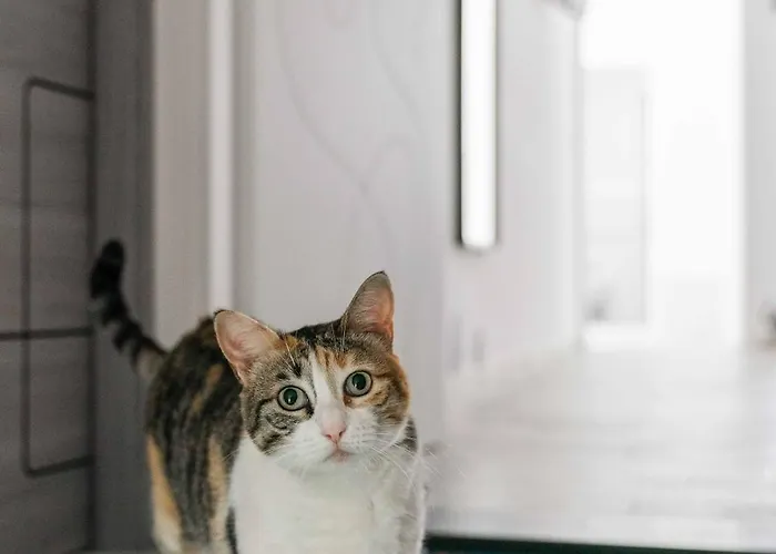 Il Gatto Franco Apartman